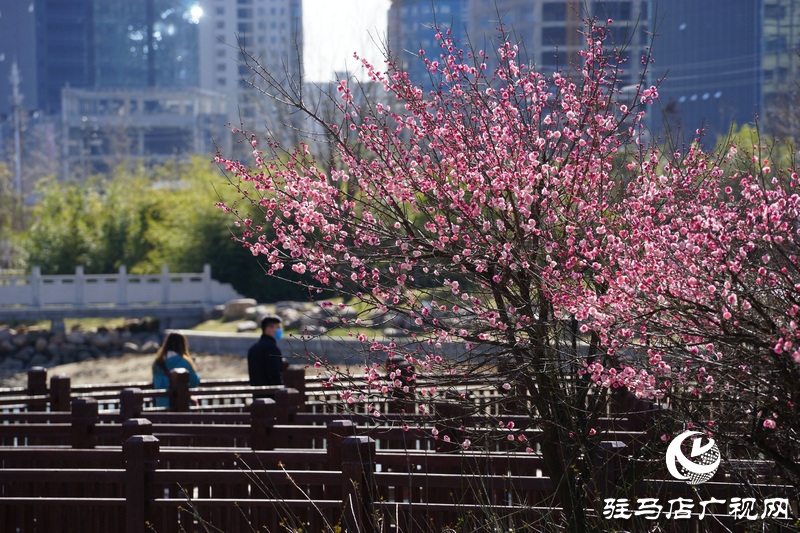 看她的滿城花開  攝影 文字：王向陽  歡迎轉(zhuǎn)載，請注明作者出處