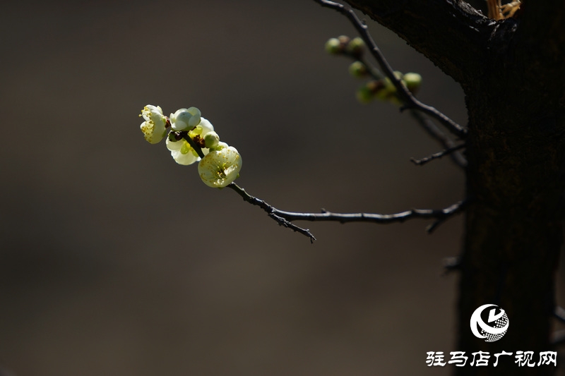 花的盛開，等待了一冬
