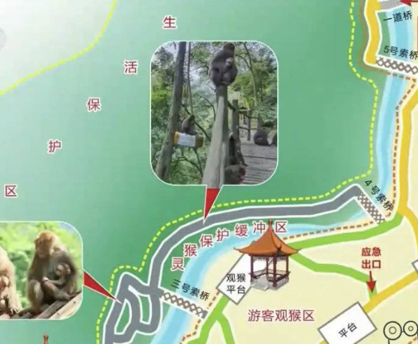 峨眉山猴子被拘留？假的！峨眉山猴子是國家二級保護(hù)動物