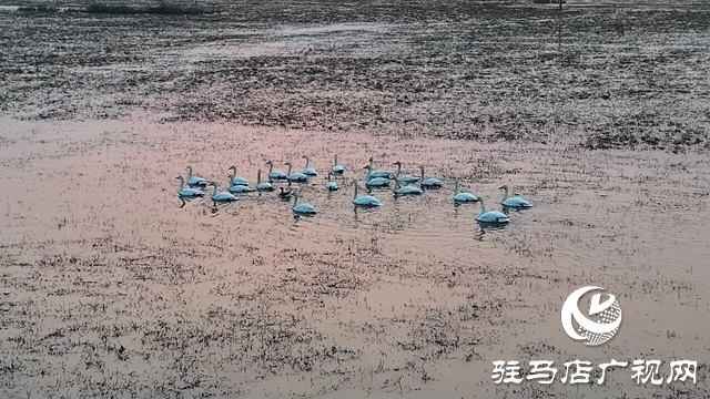 寒冬，他們在宿鴨湖濕地守護(hù)候鳥