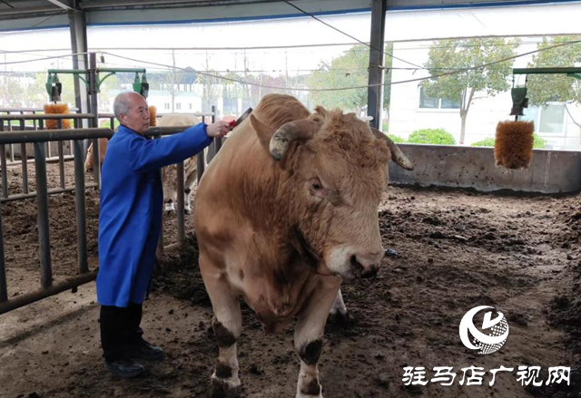 全國兩會精神進(jìn)基層||泌陽縣夏南?？萍奸_發(fā)有限公司：加快發(fā)展新質(zhì)生產(chǎn)力 推動肉牛產(chǎn)業(yè)發(fā)展壯大