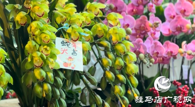 新春佳節(jié)即將到來(lái)，綠植花卉成為節(jié)日新寵