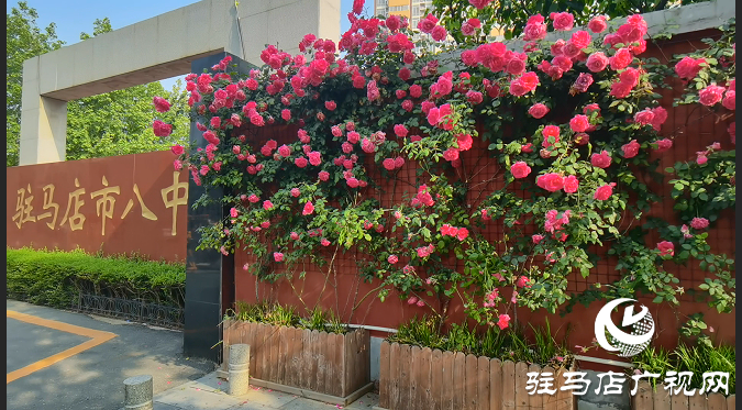 八中的薔薇又開了。當年看花的人，還在嗎？