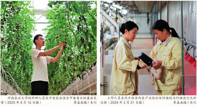 瞭望·治國理政紀(jì)事｜牢牢抓住糧食這個(gè)核心競爭力