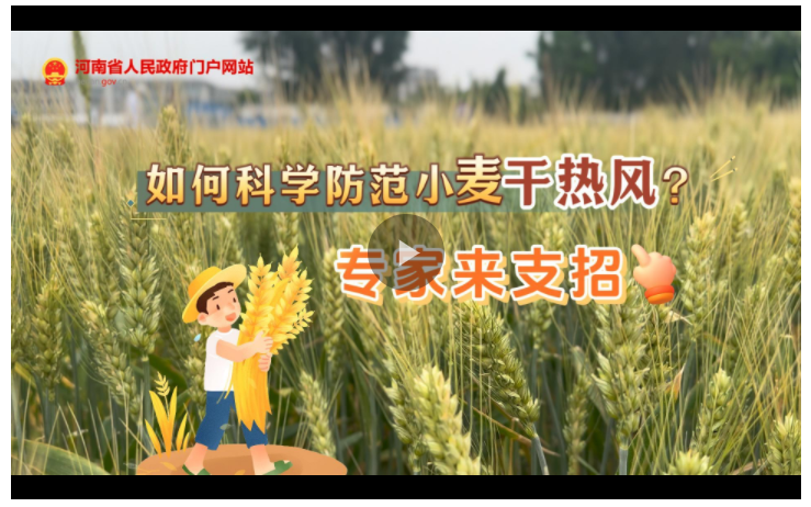 訪談丨如何科學(xué)防范小麥“干熱風(fēng)”？專家來(lái)支招→