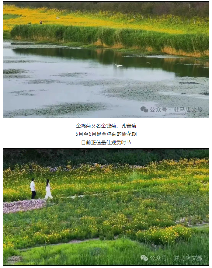 初夏限定！金雞菊花海驚艷綻放！