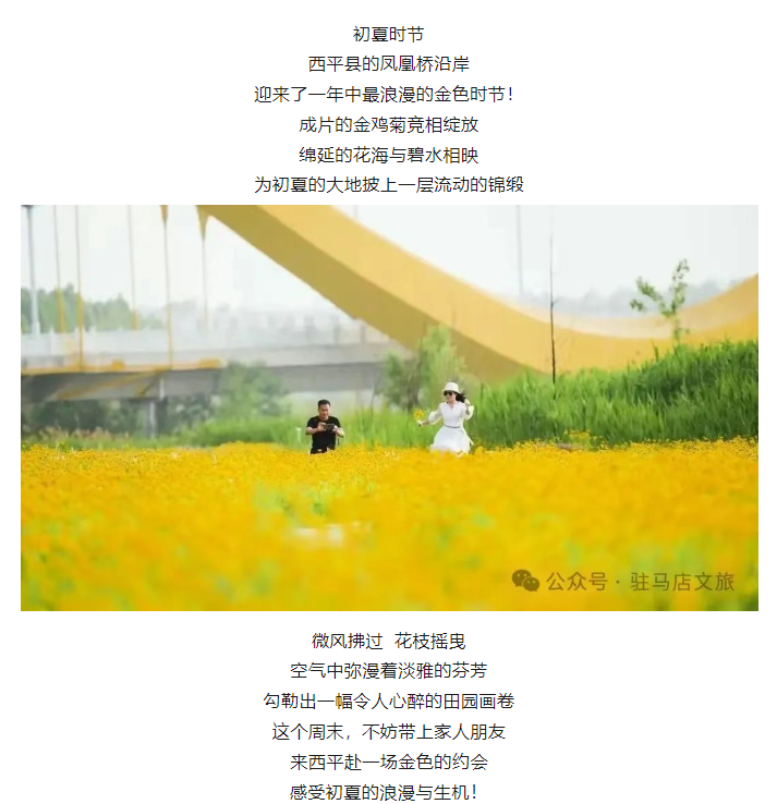 初夏限定！金雞菊花海驚艷綻放！