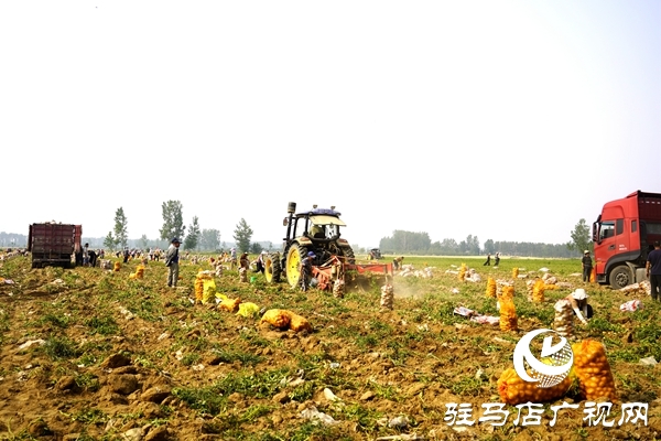  遂平縣褚堂街道：馬鈴薯喜獲豐收，助力鄉(xiāng)村振興