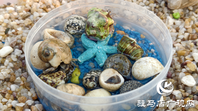 “蟹”逅萌趣新潮流 寄居蟹成市場(chǎng)新寵