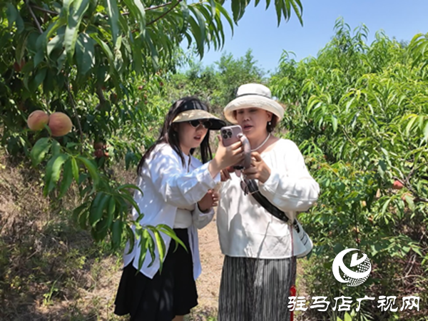  網(wǎng)絡(luò)達人齊聚泌陽助農(nóng)賣桃 開辟鄉(xiāng)村振興新路徑