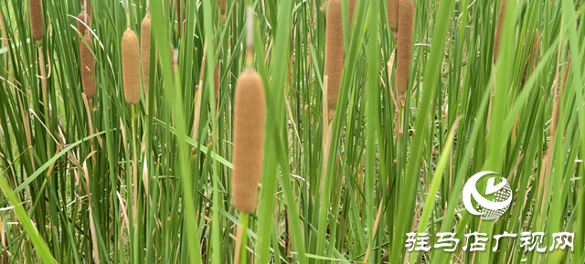 人民公園水岸現(xiàn)天然香腸景觀 香蒲群落成夏日生態(tài)新亮點(diǎn)