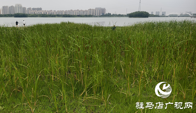人民公園水岸現(xiàn)天然香腸景觀 香蒲群落成夏日生態(tài)新亮點(diǎn)