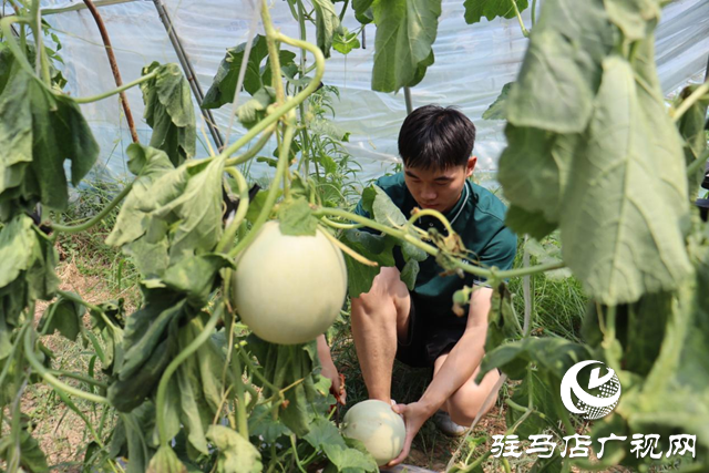 驛城區(qū)香山街道：瓜果飄香喜迎豐收季 “甜蜜經濟”打開富民路