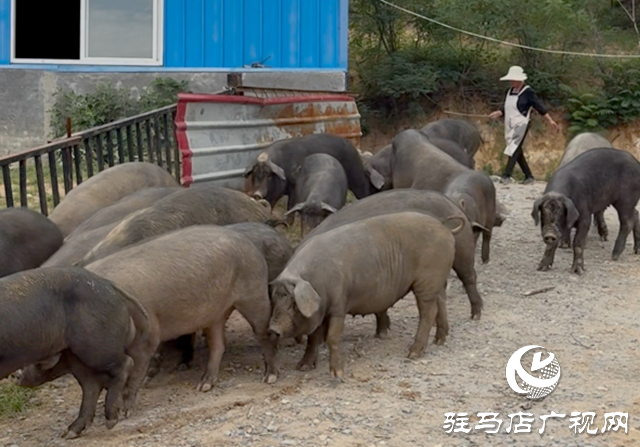 從地標產(chǎn)品到全鏈產(chǎn)業(yè) 確山黑豬養(yǎng)殖模式賦能鄉(xiāng)村振興