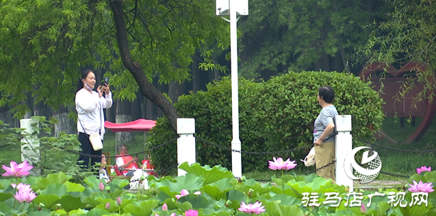 夏日限定！置地公園荷花盛開 成為市民賞荷打卡好去