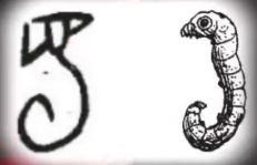 青銅戈上刻蠶紋 這是古蜀人種桑養(yǎng)蠶的實(shí)證