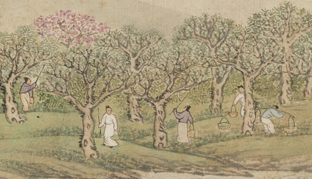 青銅戈上刻蠶紋 這是古蜀人種桑養(yǎng)蠶的實(shí)證