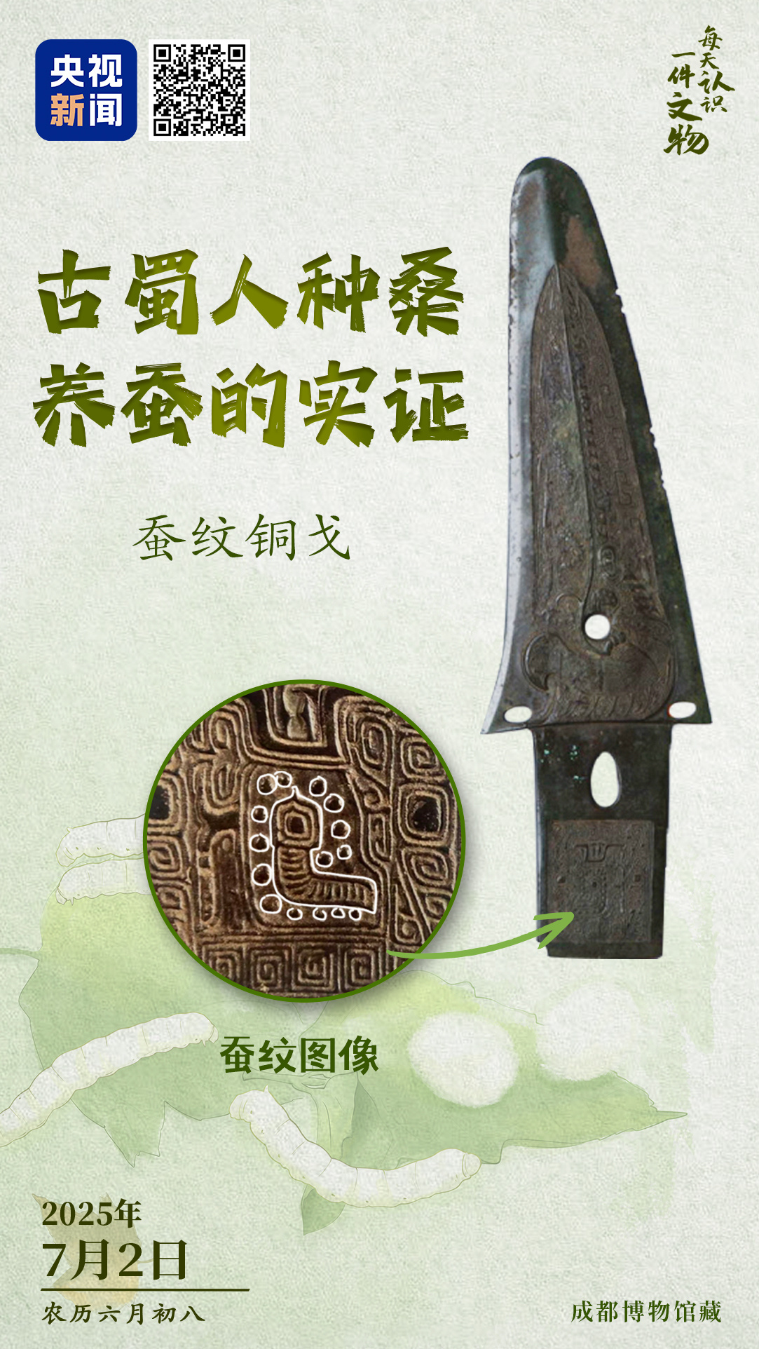 青銅戈上刻蠶紋 這是古蜀人種桑養(yǎng)蠶的實(shí)證