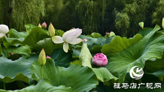 【大美天中】泌陽(yáng)現(xiàn)“水晶天”！漢風(fēng)古韻與湖光云影同框