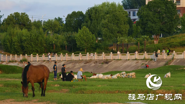 【大美天中】不輸遠(yuǎn)方 泌陽(yáng)濕地公園成“家門口的阿勒泰”