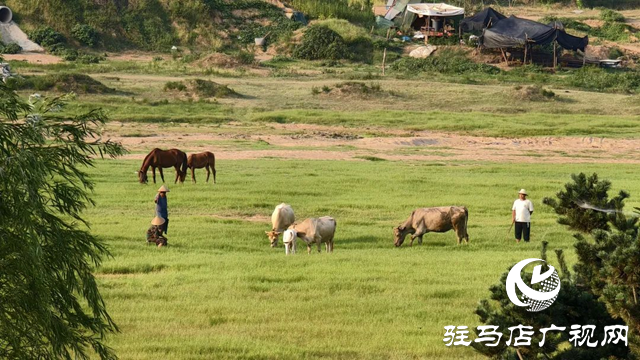 錦繡泌陽(yáng)：藏在山水間的生態(tài)畫(huà)卷