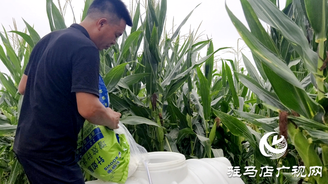 驛城區(qū)水屯鎮(zhèn)：久旱逢甘霖 莊稼煥生機(jī)