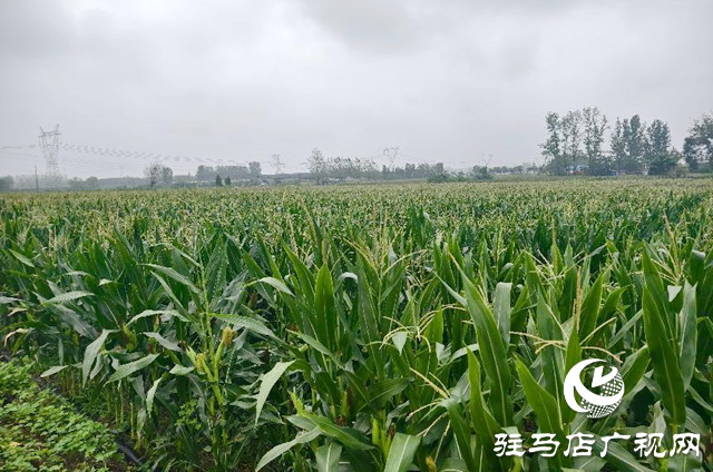 驛城區(qū)水屯鎮(zhèn)：久旱逢甘霖 莊稼煥生機(jī)