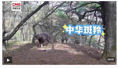 不被打擾的“相遇”！寶天曼多種野生動物“入鏡”紅外相機