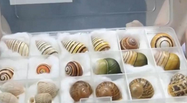 重拳打擊走私犯罪 海關(guān)總署查獲瀕危野生動(dòng)植物制品479噸