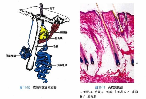 白頭發(fā)拔一根長(zhǎng)三根？到底能不能拔？終于弄清楚了