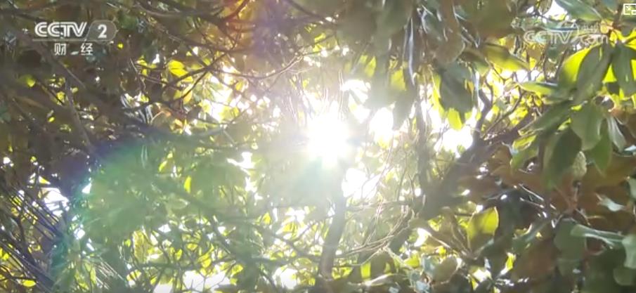 警惕“秋老虎”！晝夜溫差大 心腦血管疾病患者需防范